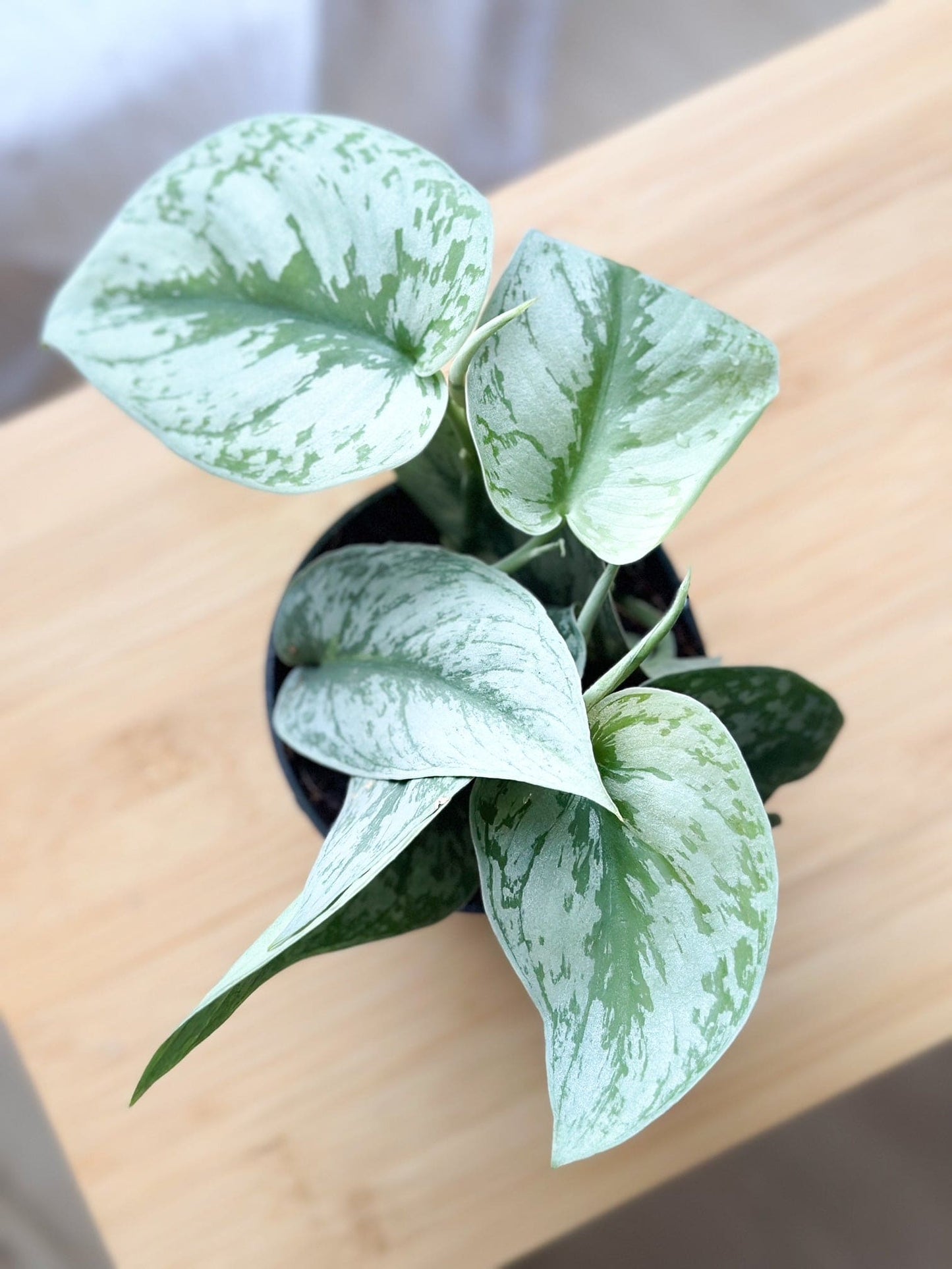 Scindapsus PICTUS TREBIE