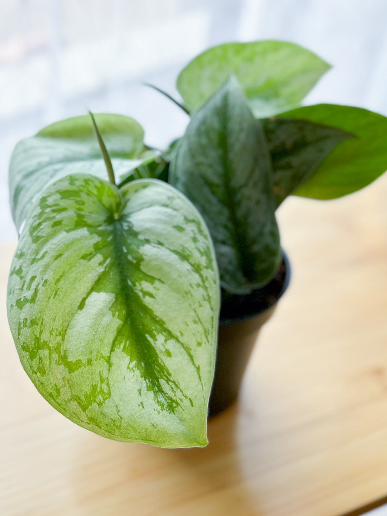 Scindapsus PICTUS TREBIE