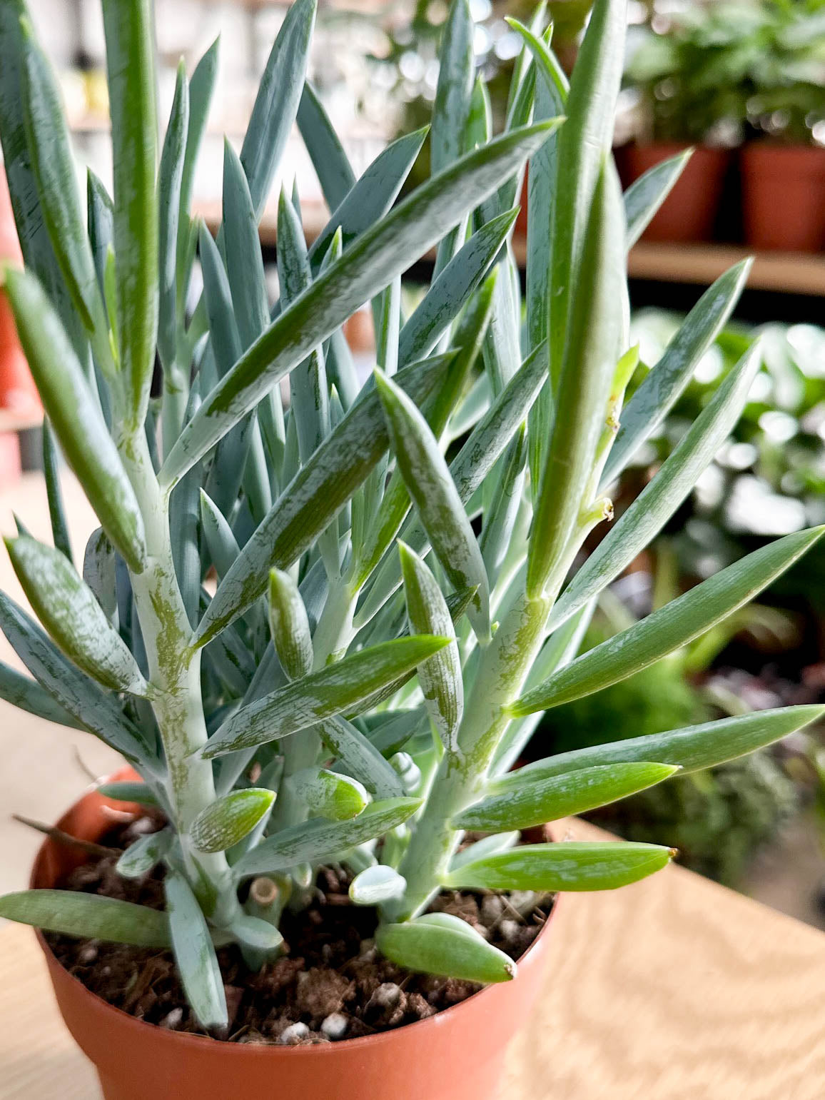 Senecio MOUNT EVEREST