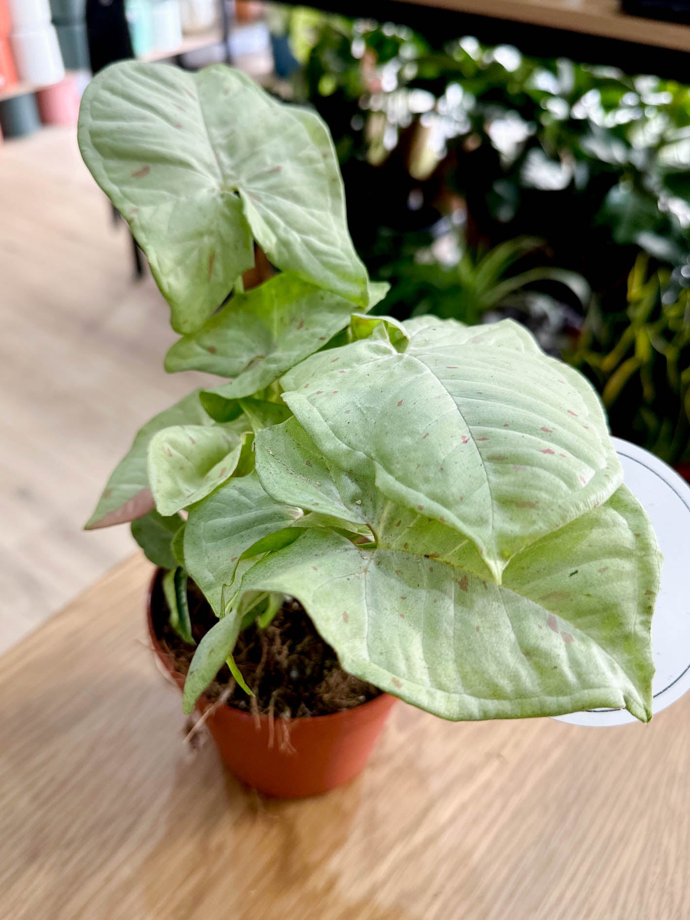 Syngonium CONFETTI