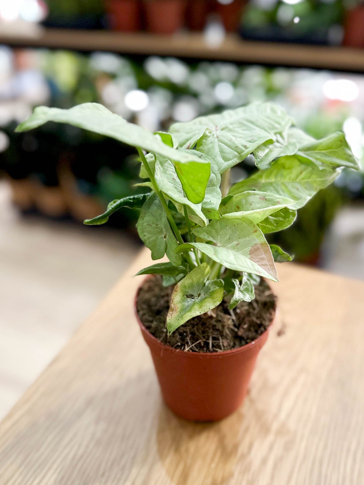 Syngonium CONFETTI