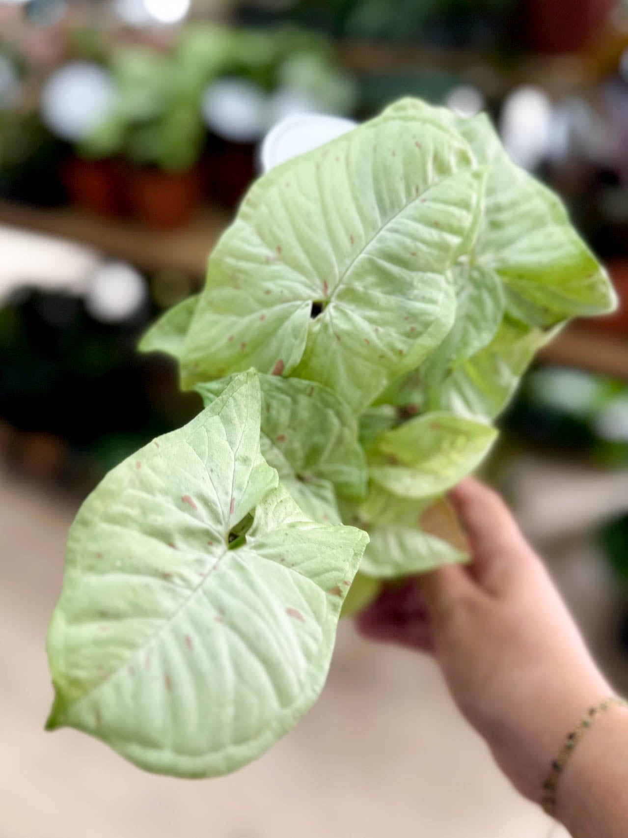 Syngonium CONFETTI