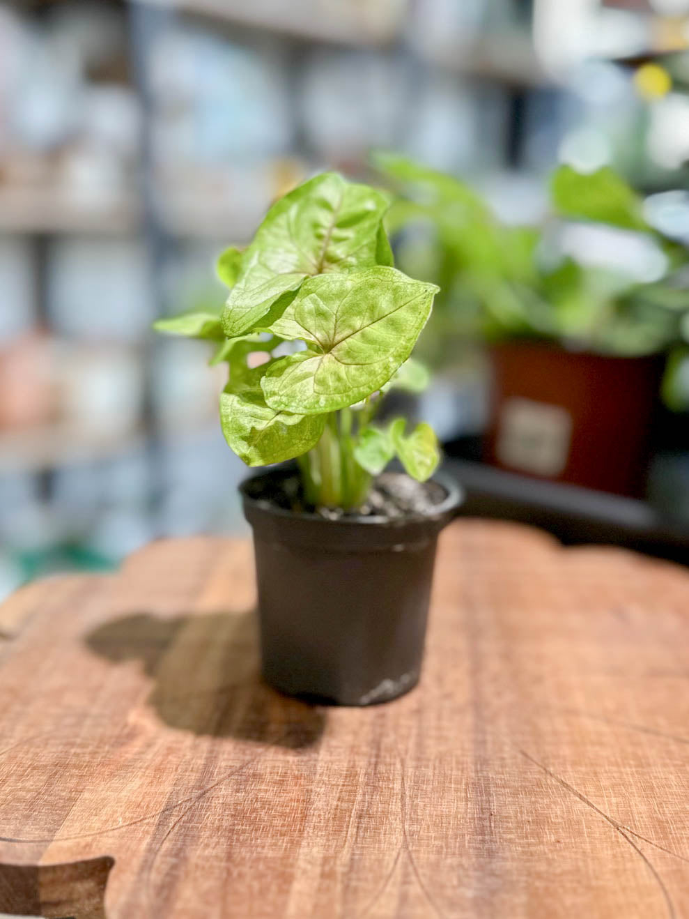 Syngonium GOLDEN