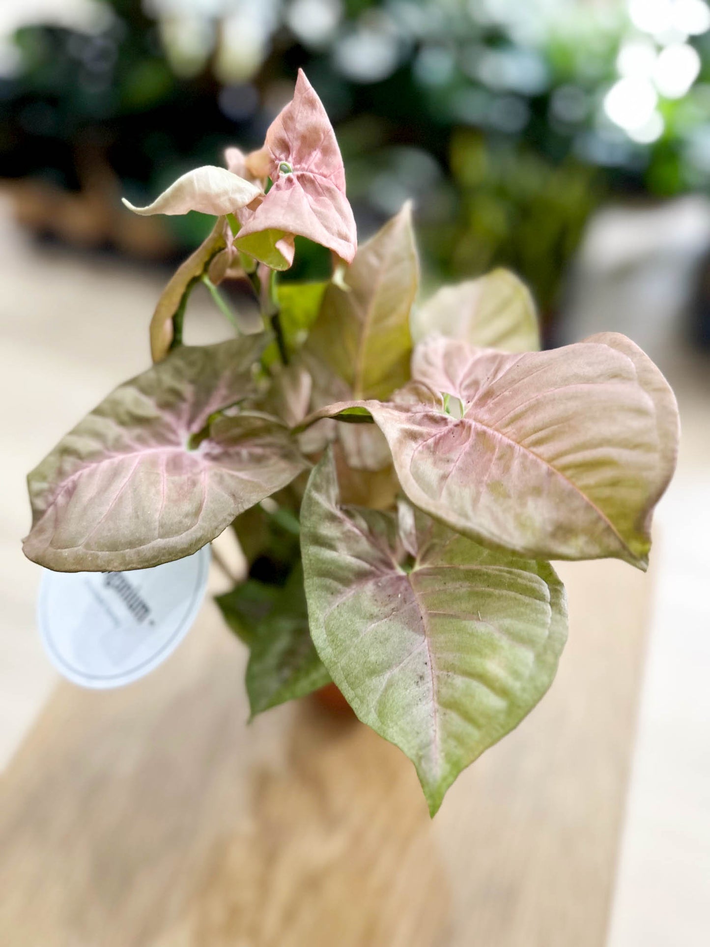 Syngonium NEON ROBUSTA