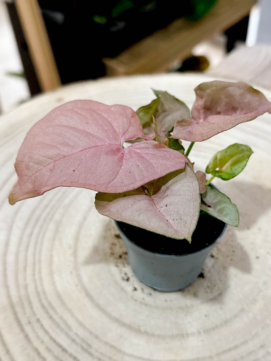Syngonium NEON ROBUSTA (S)