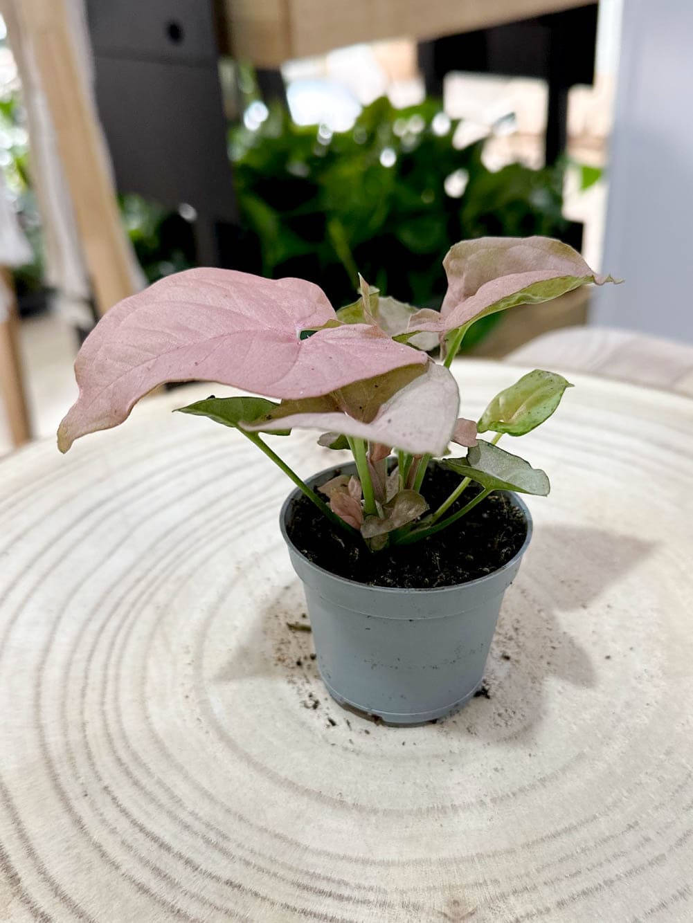 Syngonium NEON ROBUSTA (S)