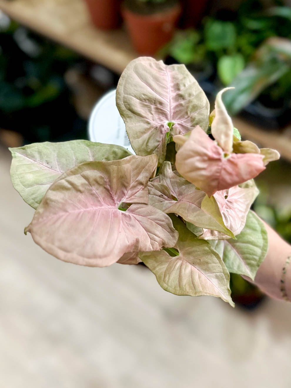 Syngonium NEON ROBUSTA