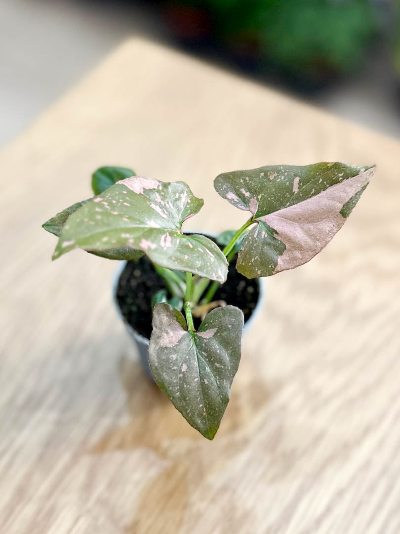 Syngonium PINK SPLASH
