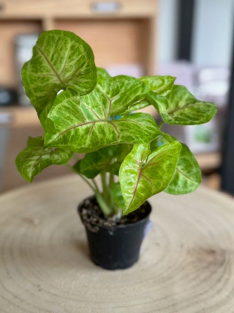 Syngonium
