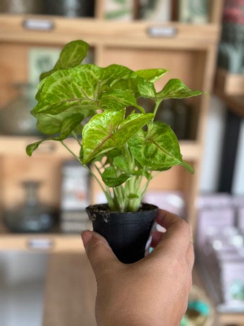 Syngonium