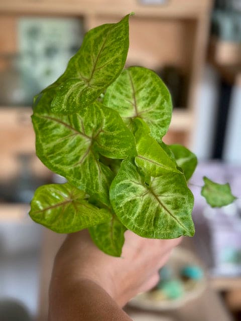 Syngonium