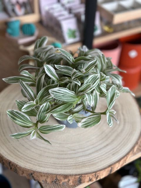 Tradescantia ALBIFLORA