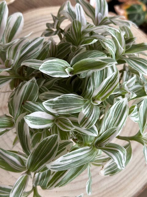 Tradescantia ALBIFLORA