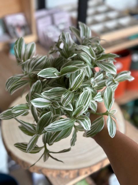 Tradescantia ALBIFLORA