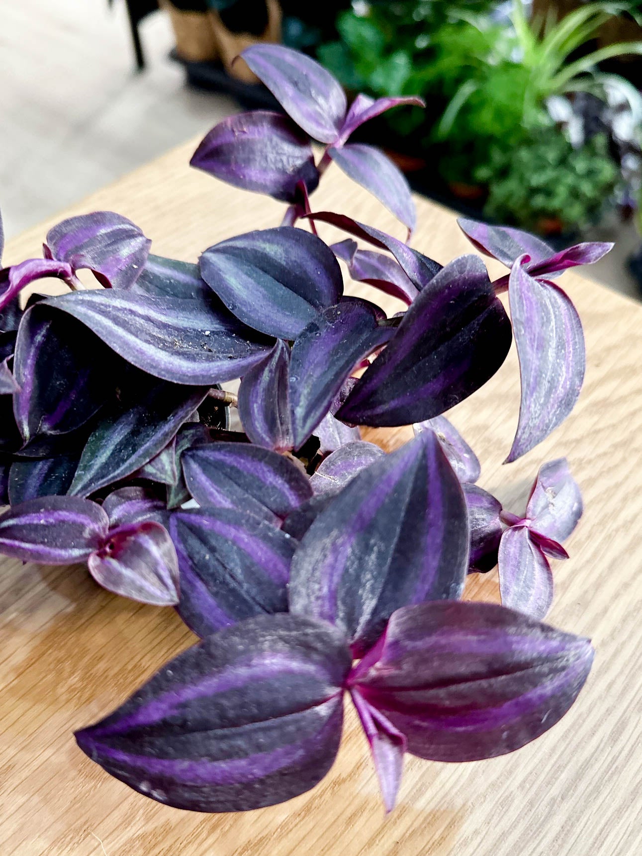 Tradescantia DEEP PURPLE