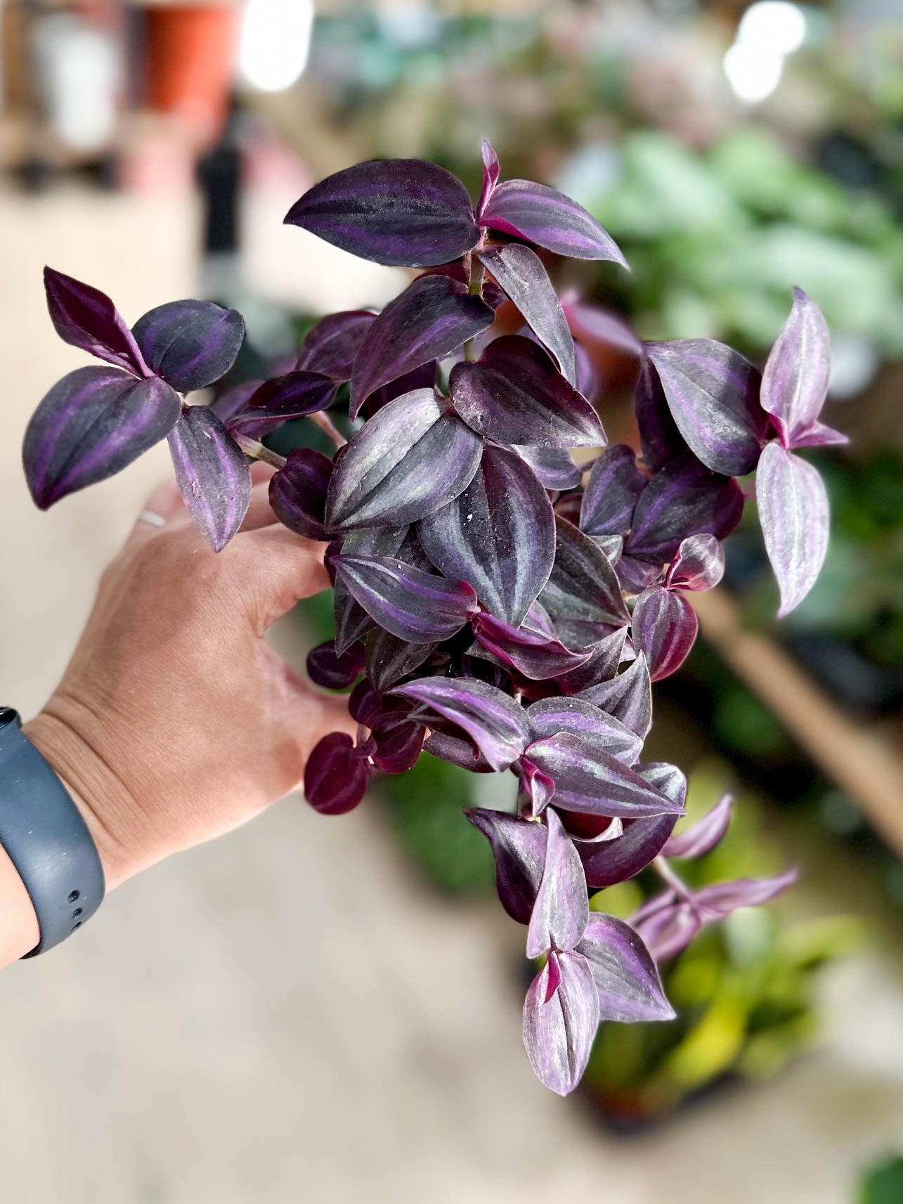 Tradescantia DEEP PURPLE