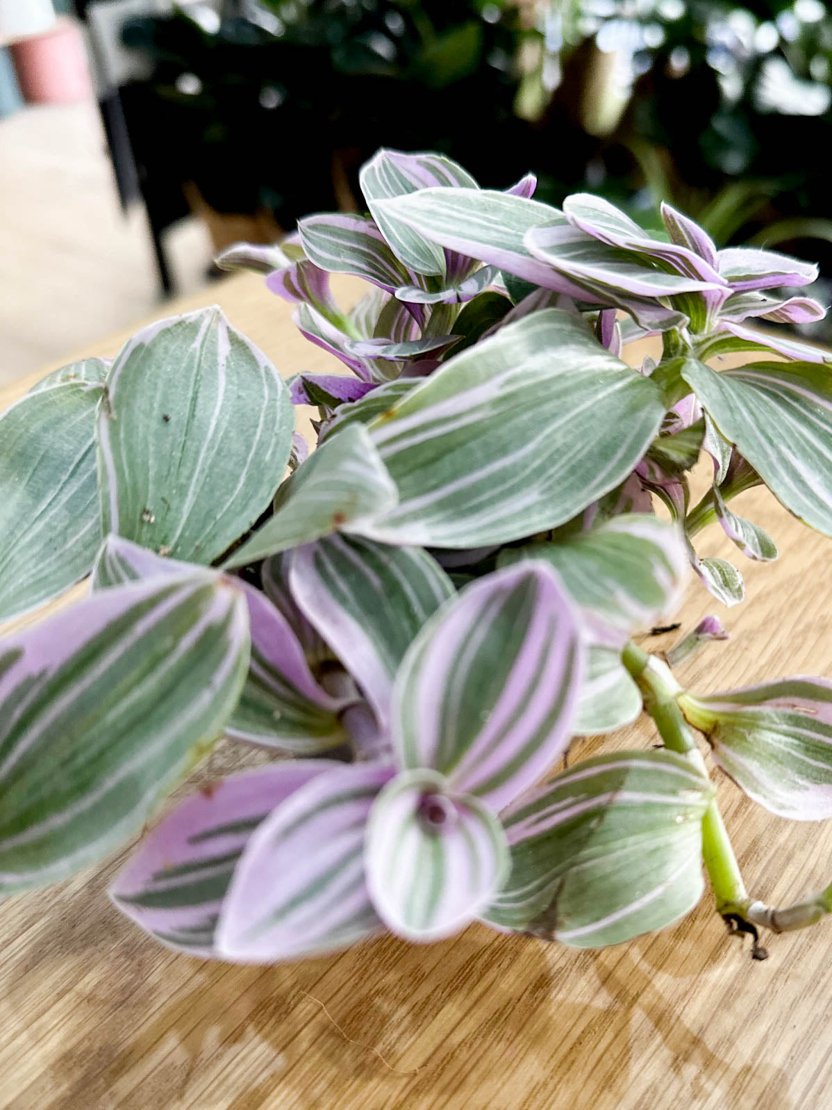 Tradescantia NANOUK