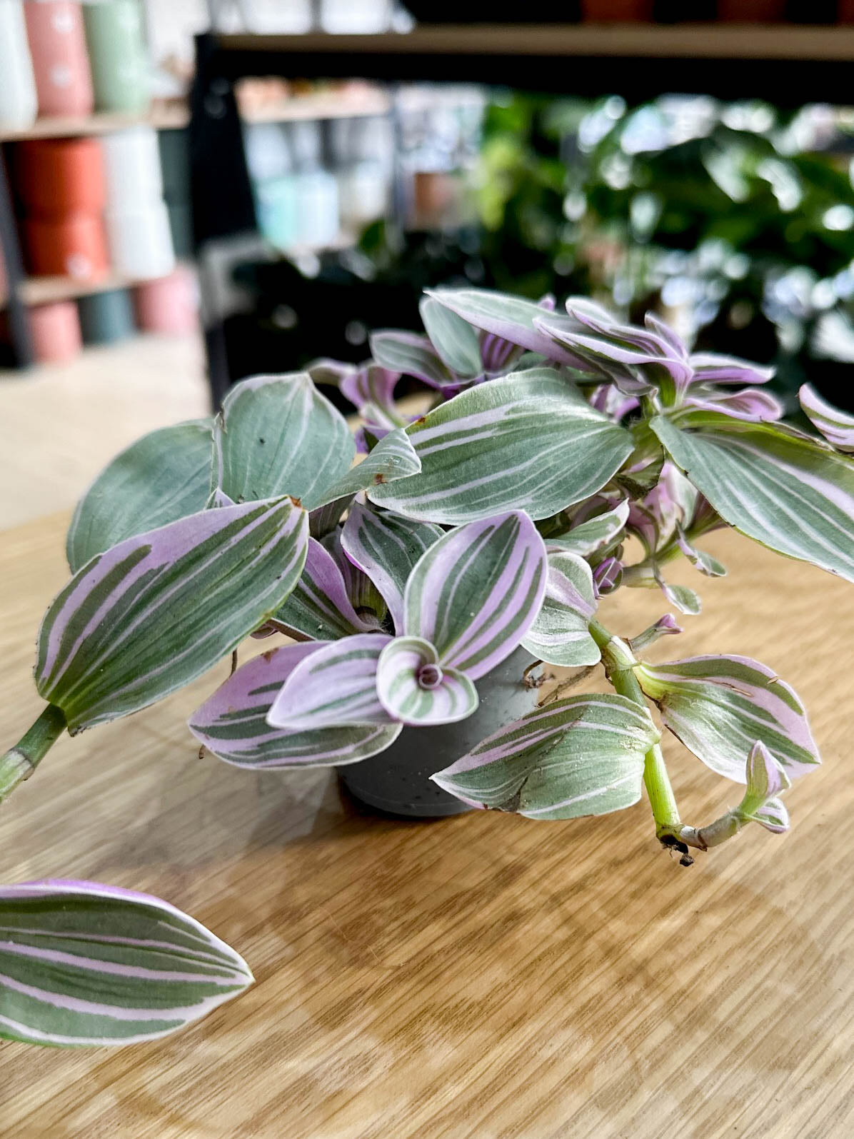 Tradescantia NANOUK
