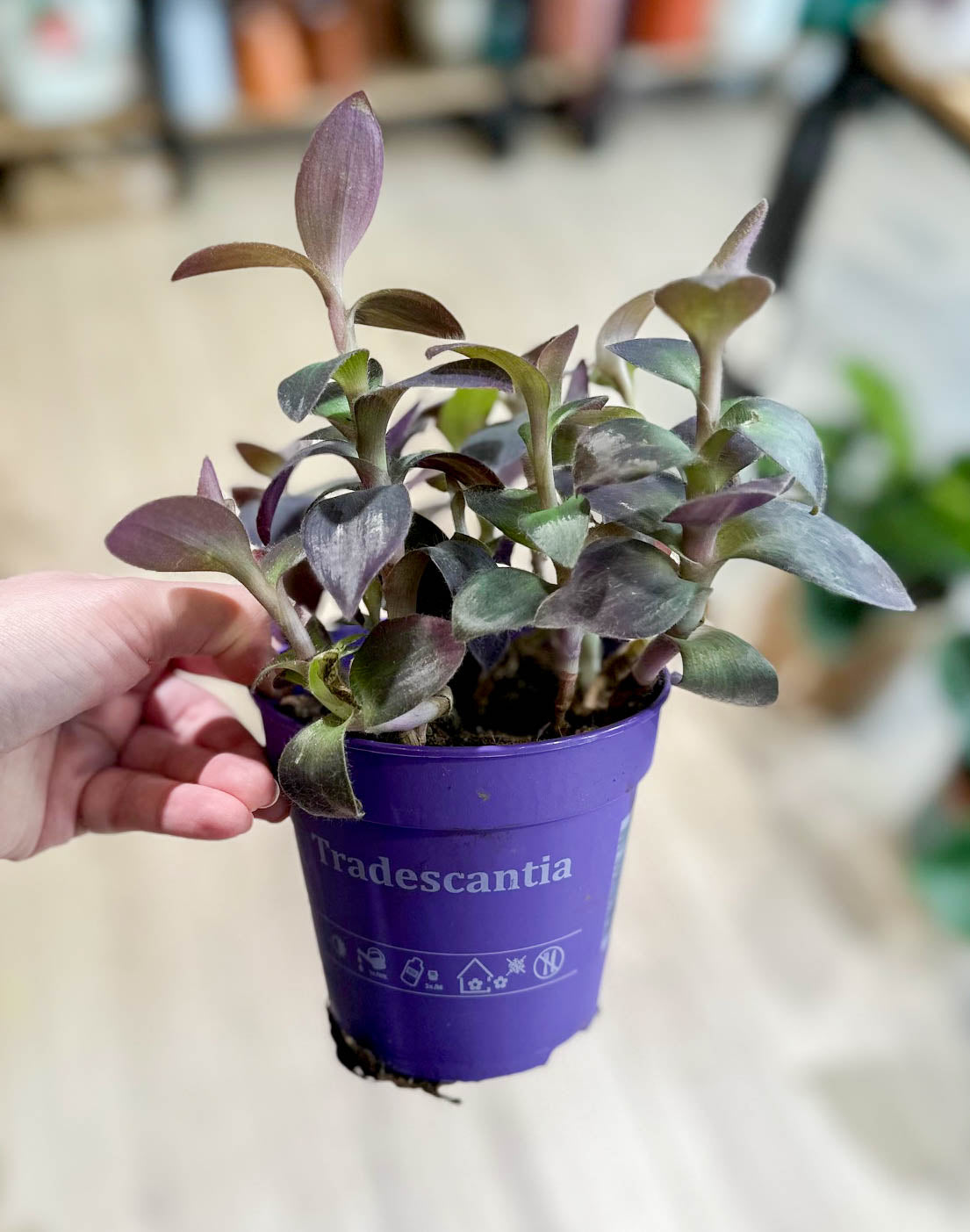 Tradescantia PALIDA PURPLE HEART
