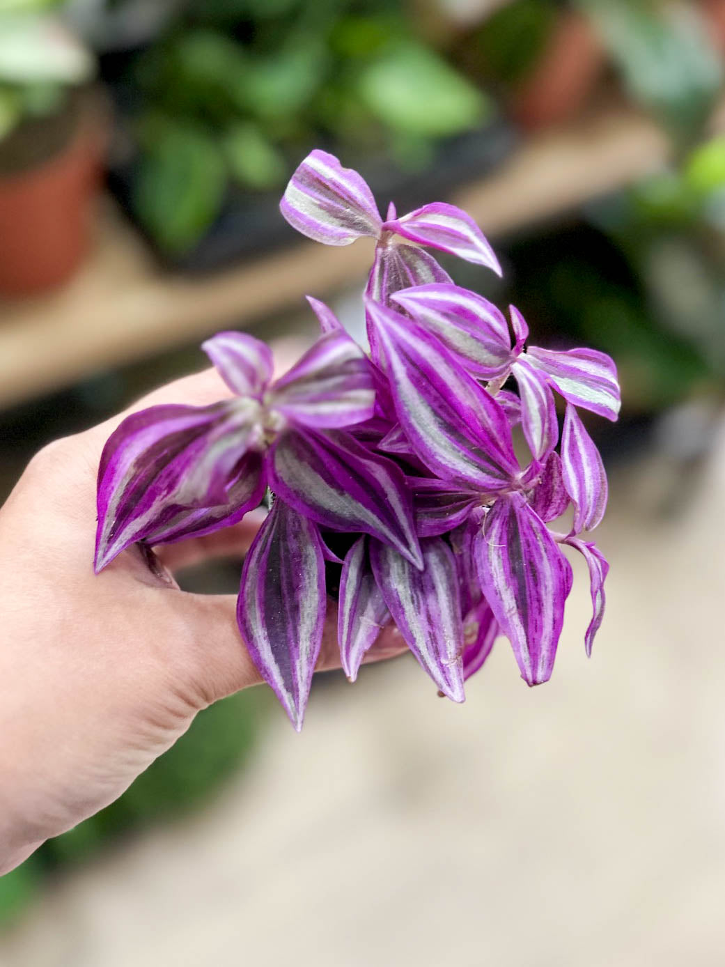 Tradescantia PURPLE PASSION