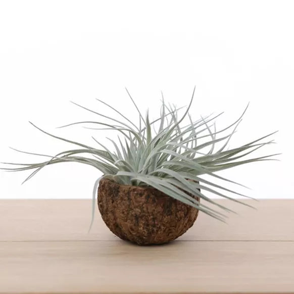 Tillandsia dans une coupe