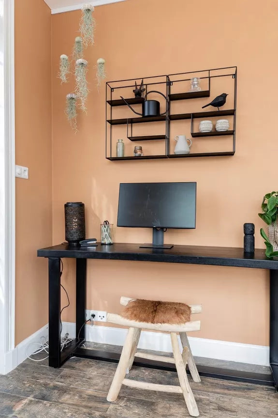 TILLANDSIA usneoides grande méduse