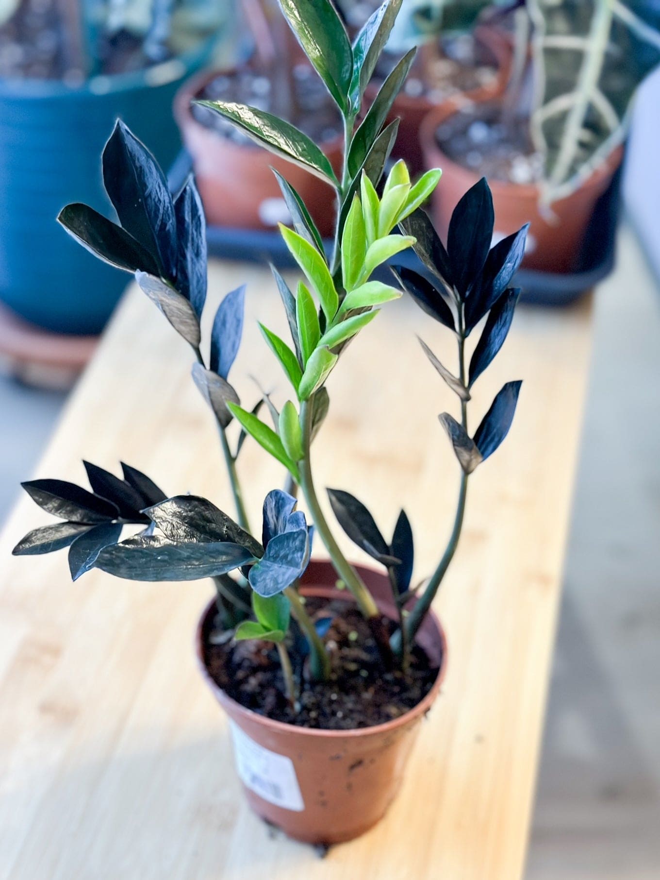 Zamioculcas RAVEN