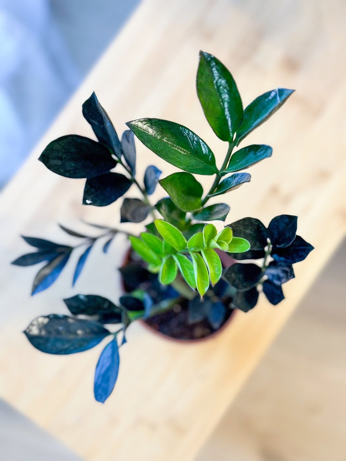 Zamioculcas RAVEN