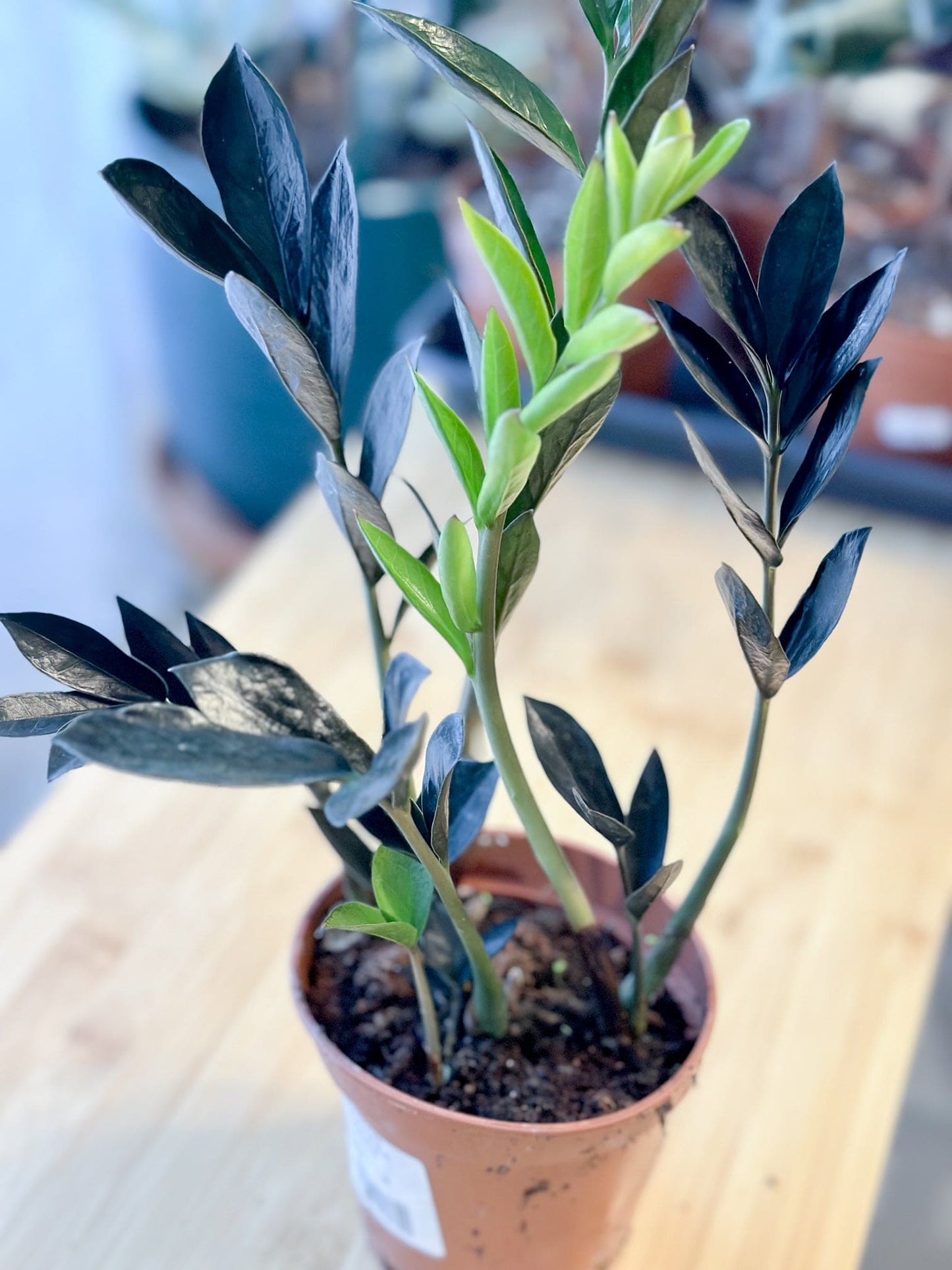 Zamioculcas RAVEN