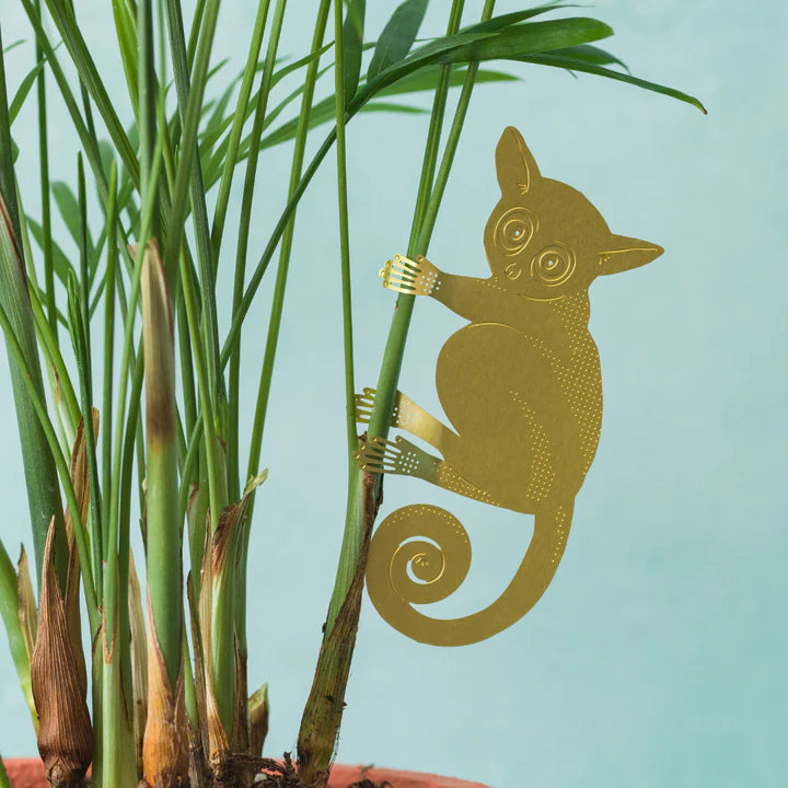 Plant animal - GALAGO