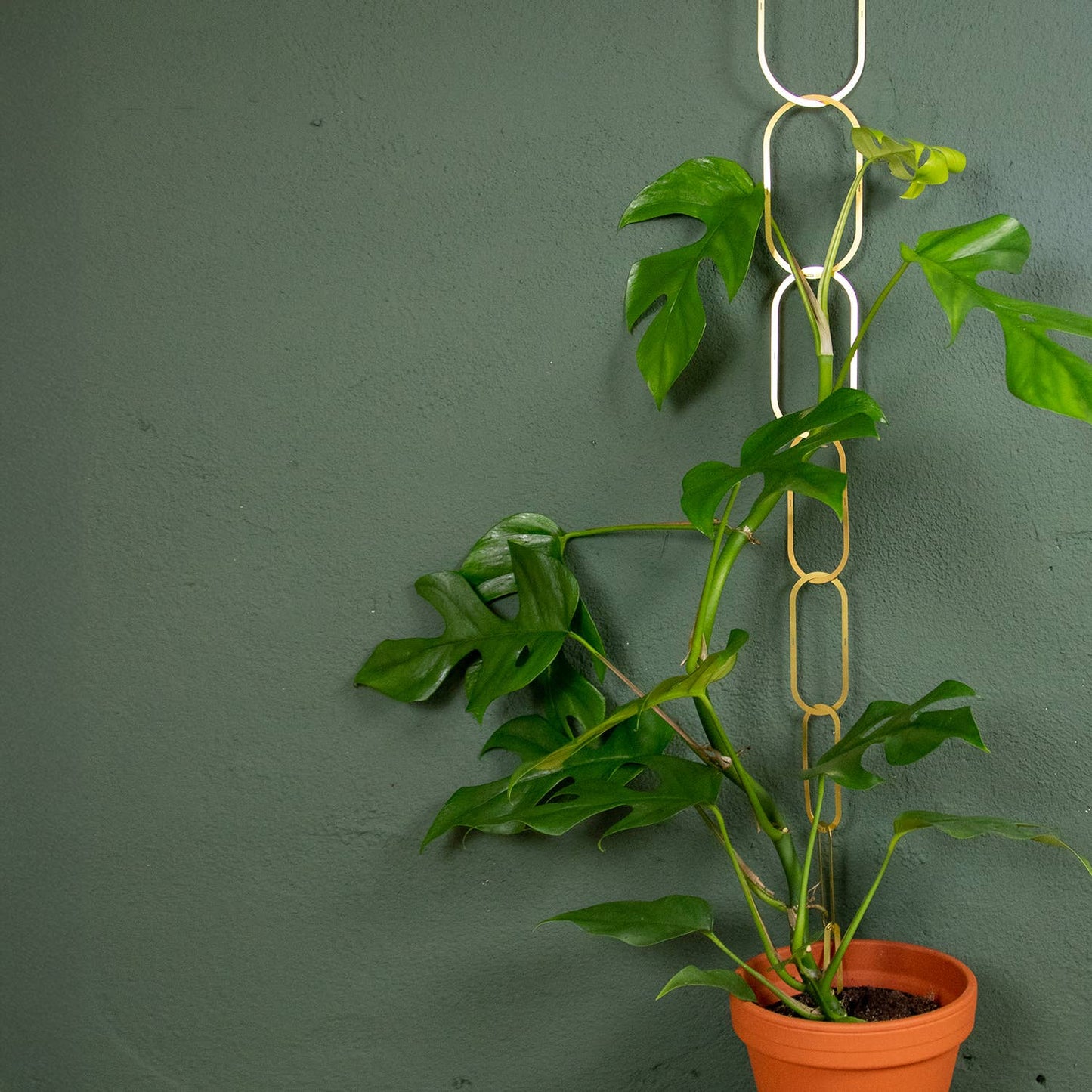 CHAINES EN LAITON pour plantes grimpantes