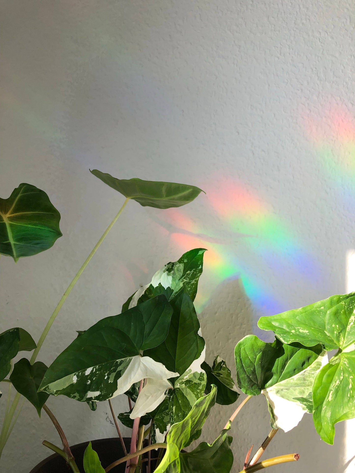Attrape soleil - MONSTERA & CHAT