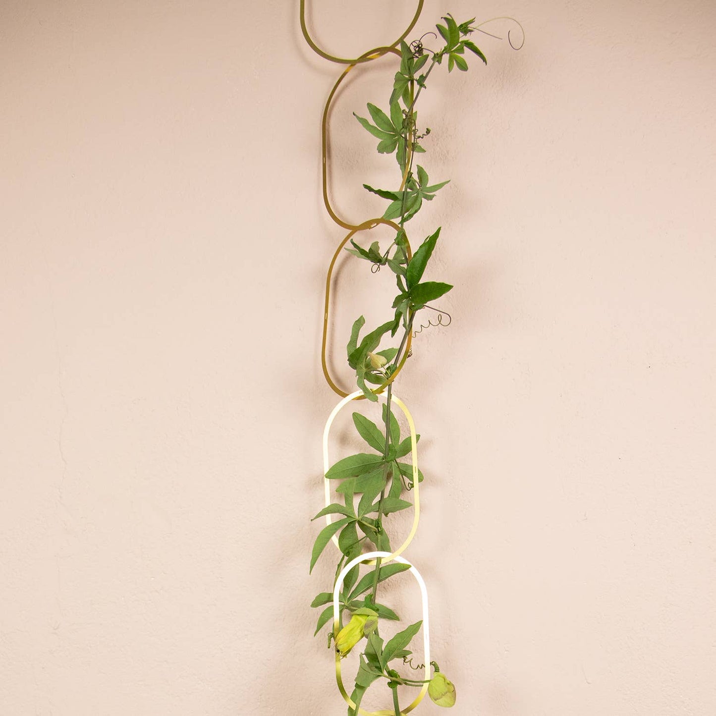 CHAINES EN LAITON pour plantes grimpantes