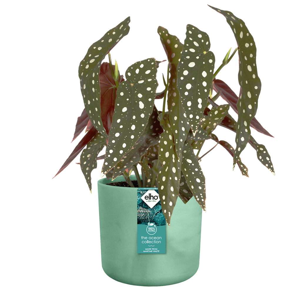 Cache-pot Elho THE OCEAN COLLECTION D.14