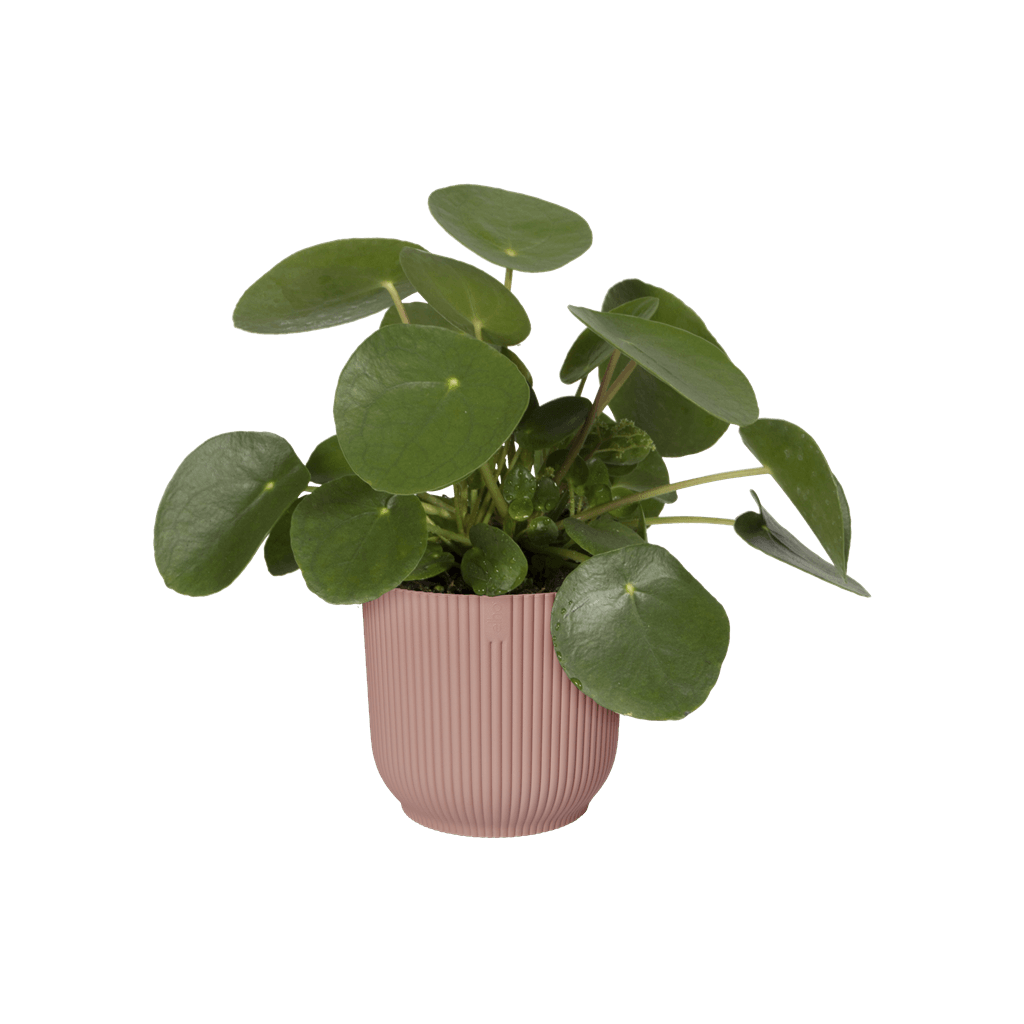 Cache-pot Elho VIBES FOLD D.16 cm