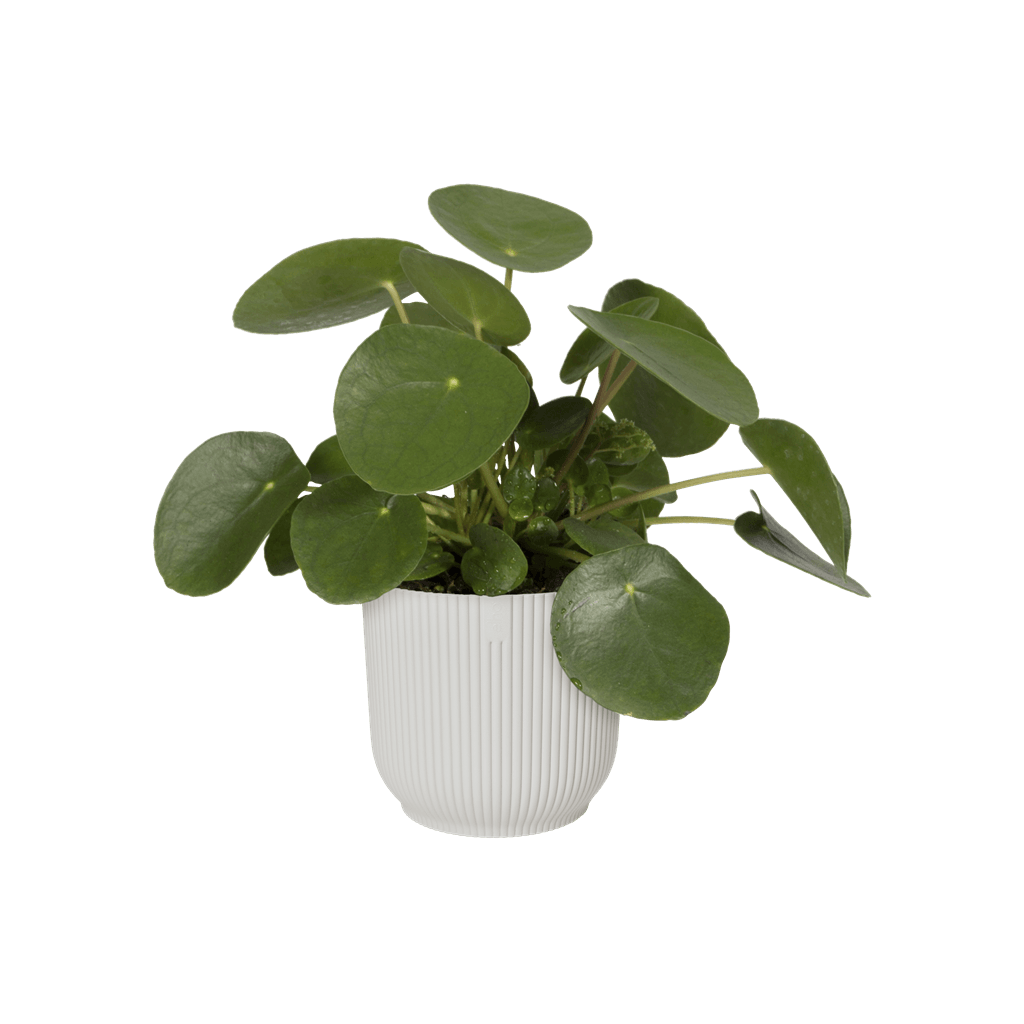 Cache-pot Elho VIBES FOLD D.16 cm