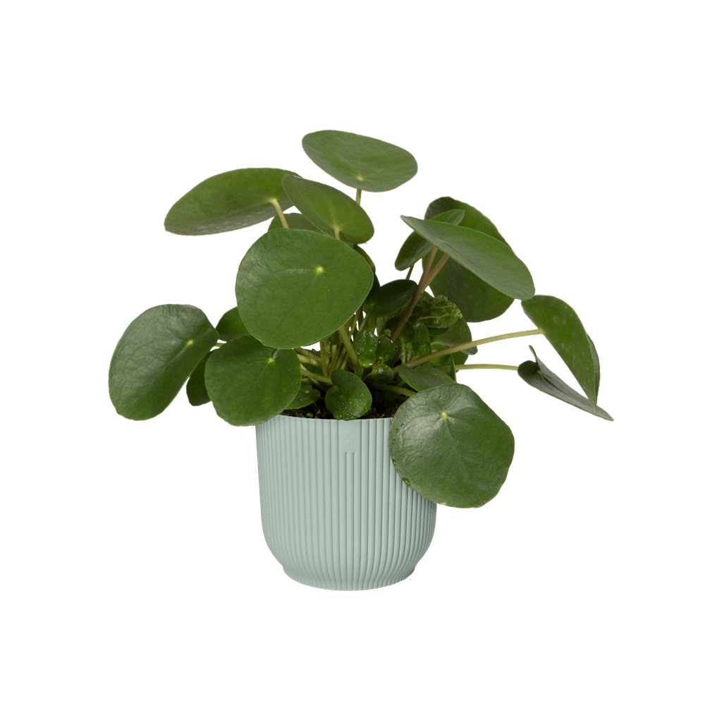 Cache-pot Elho VIBES FOLD mini D.9 cm