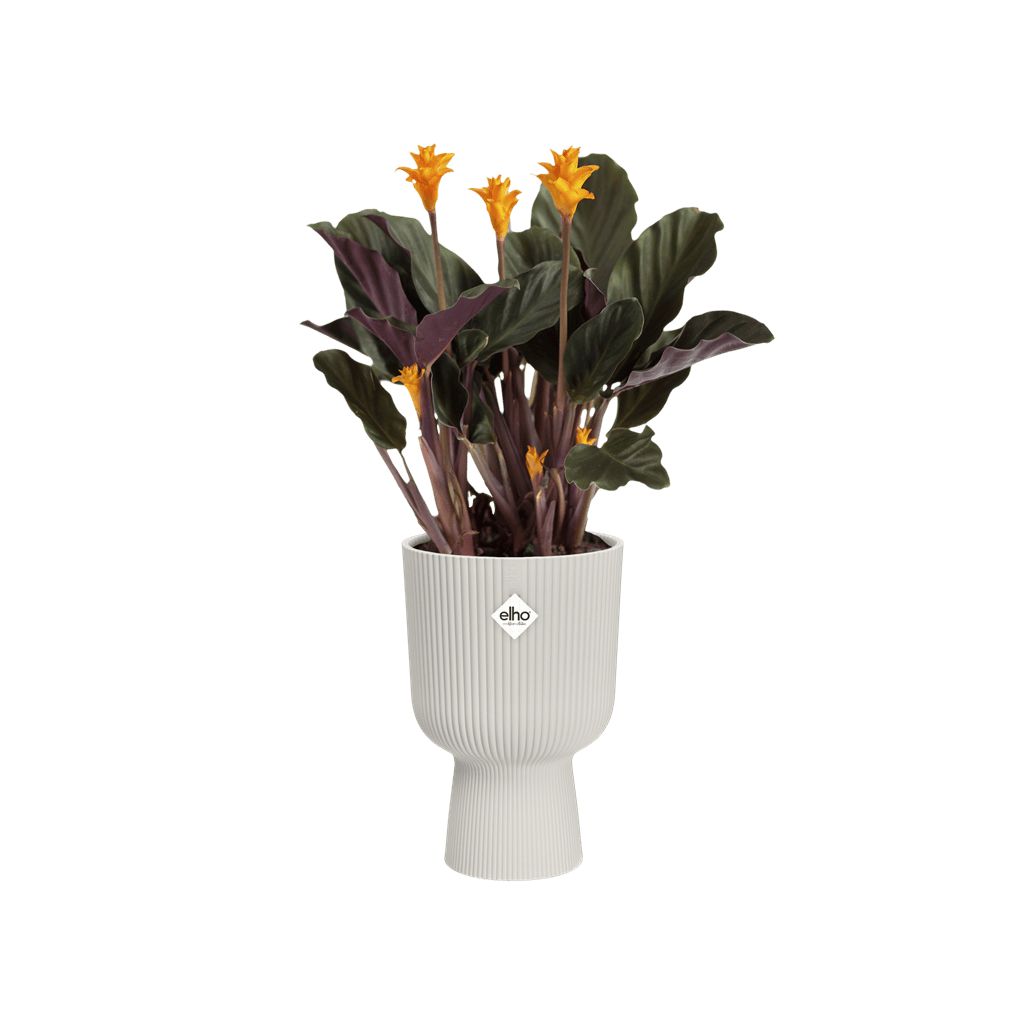Cache-pot Elho COUPE