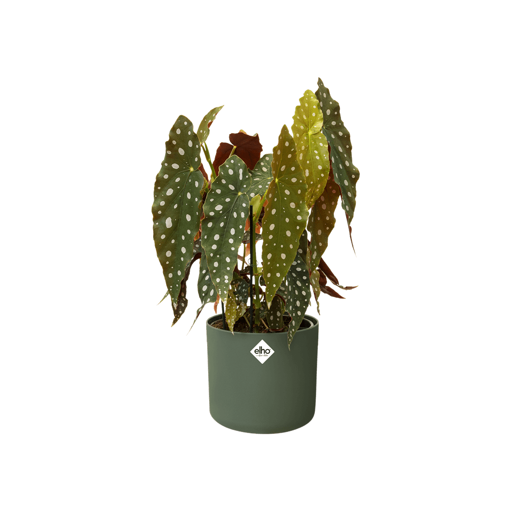 Cache-pot Elho B.FOR SOFT D.18