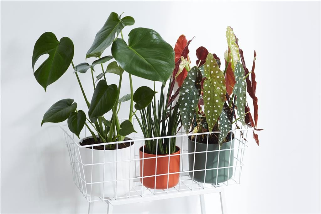 Cache-pot Elho B.FOR SOFT D.14