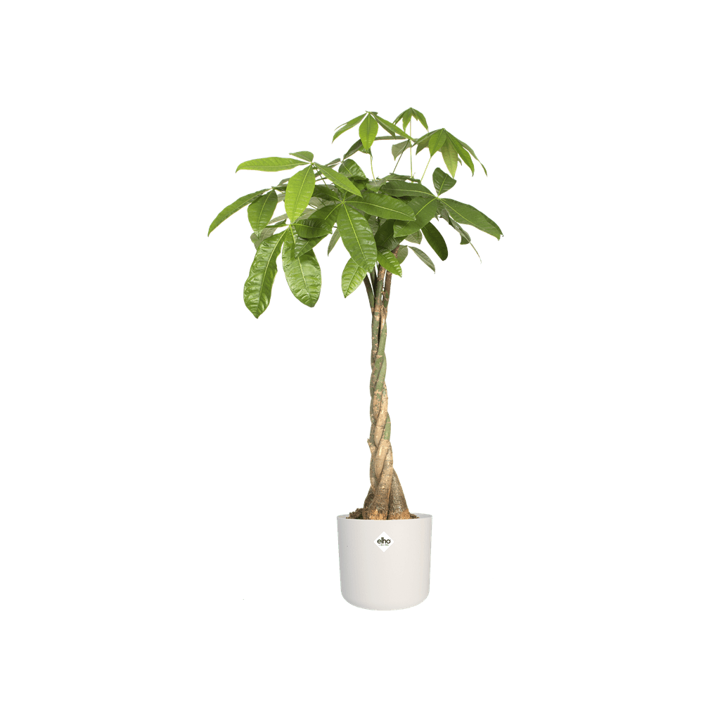 Cache-pot Elho B.FOR SOFT D.22