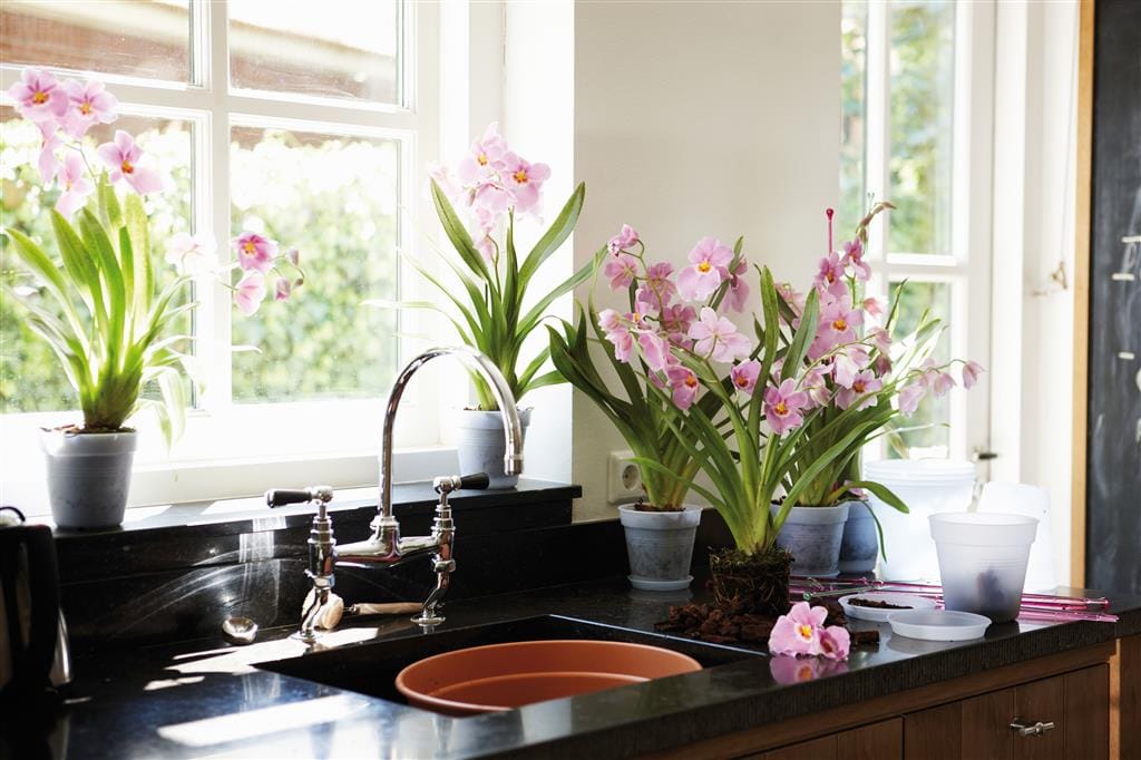 Pot transparent - GB ORCHIDEE D.13