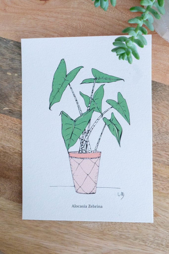 Affiche A5 - ALOCASIA ZEBRINA