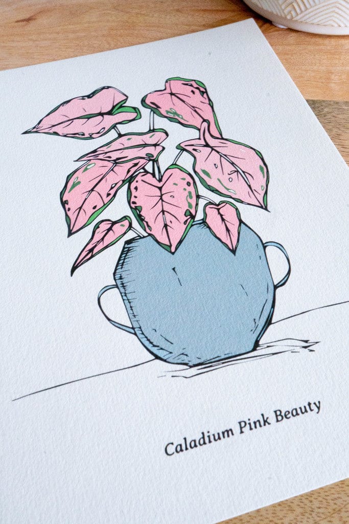 Affiche A5 - CALADIUM PINK BEAUTY