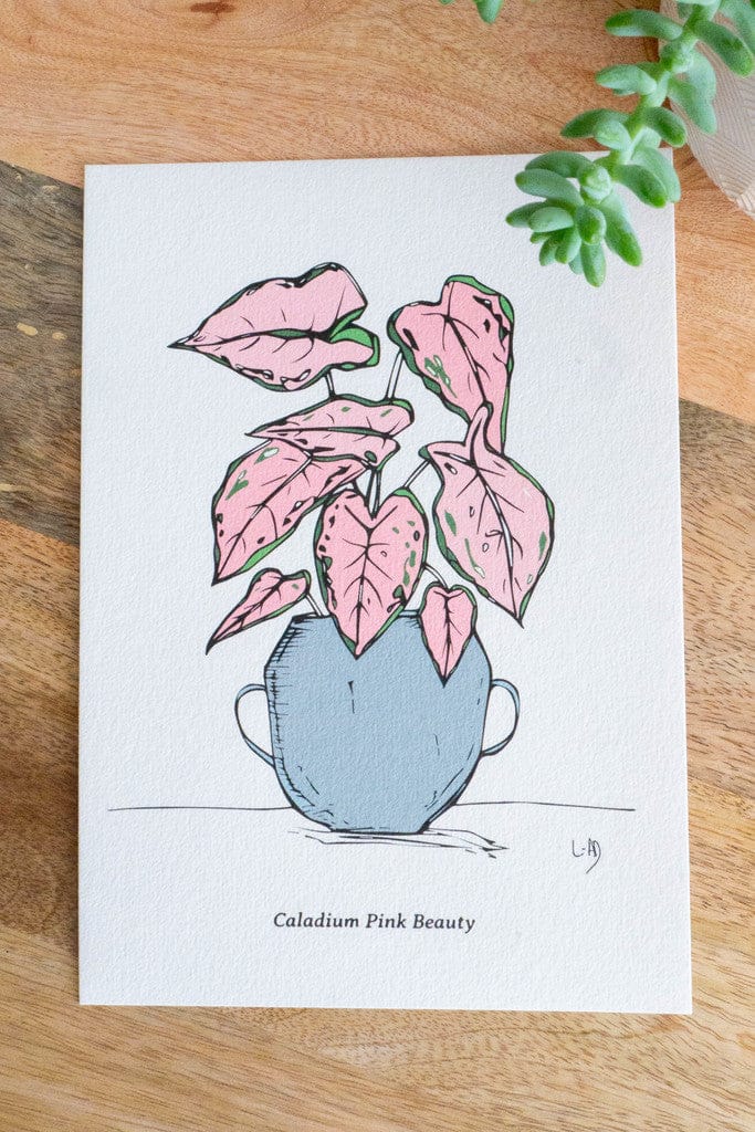 Affiche A5 - CALADIUM PINK BEAUTY