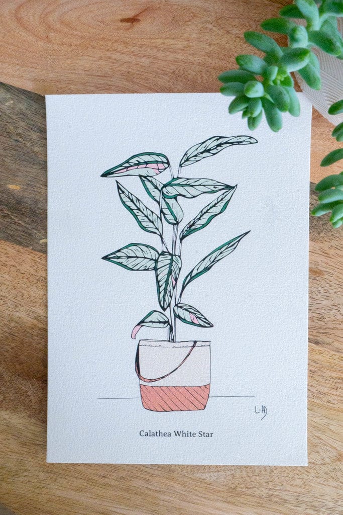 Affiche A5 - CALATHEA WHITE STAR