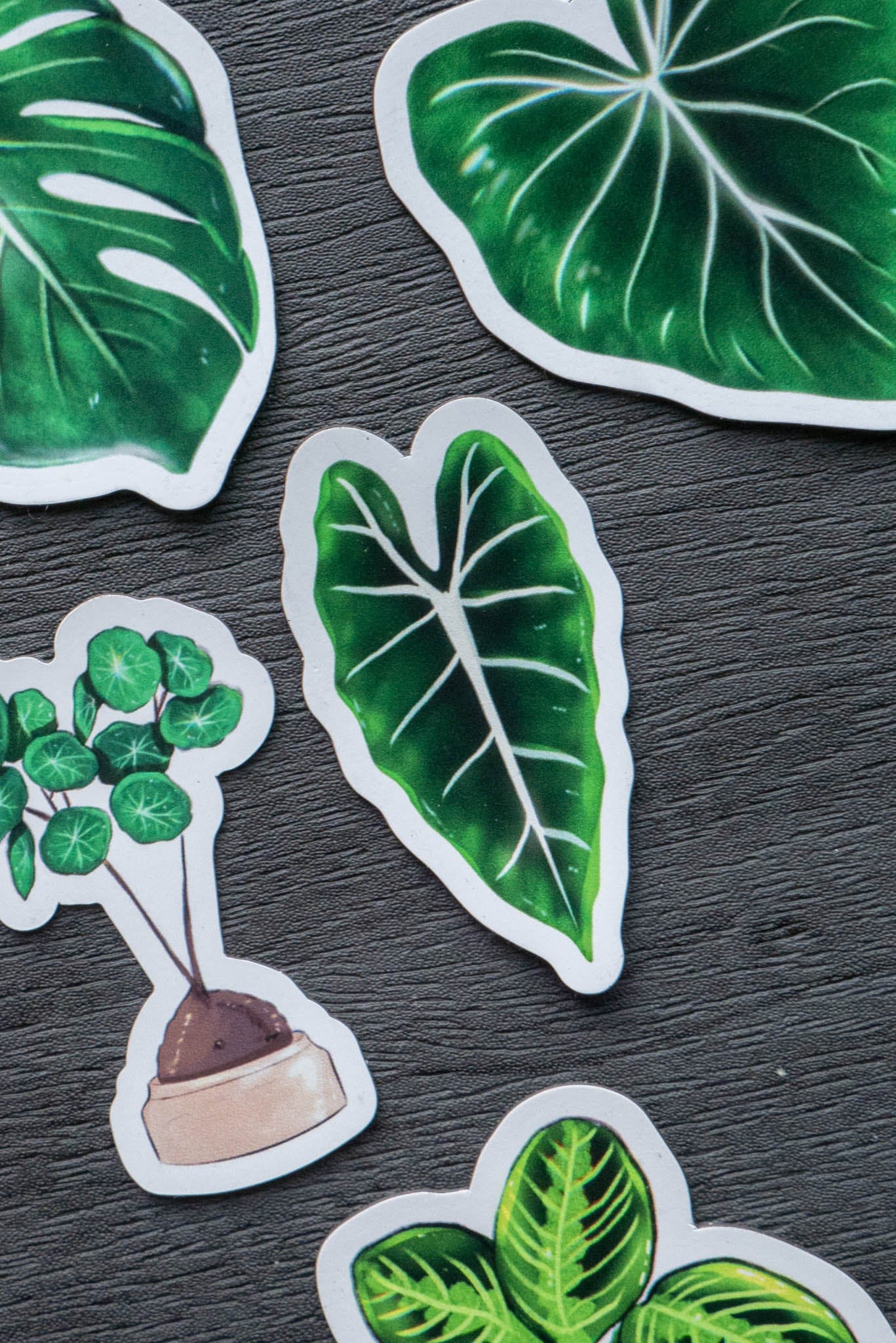 Magnet feuille - ALOCASIA FRYDEK
