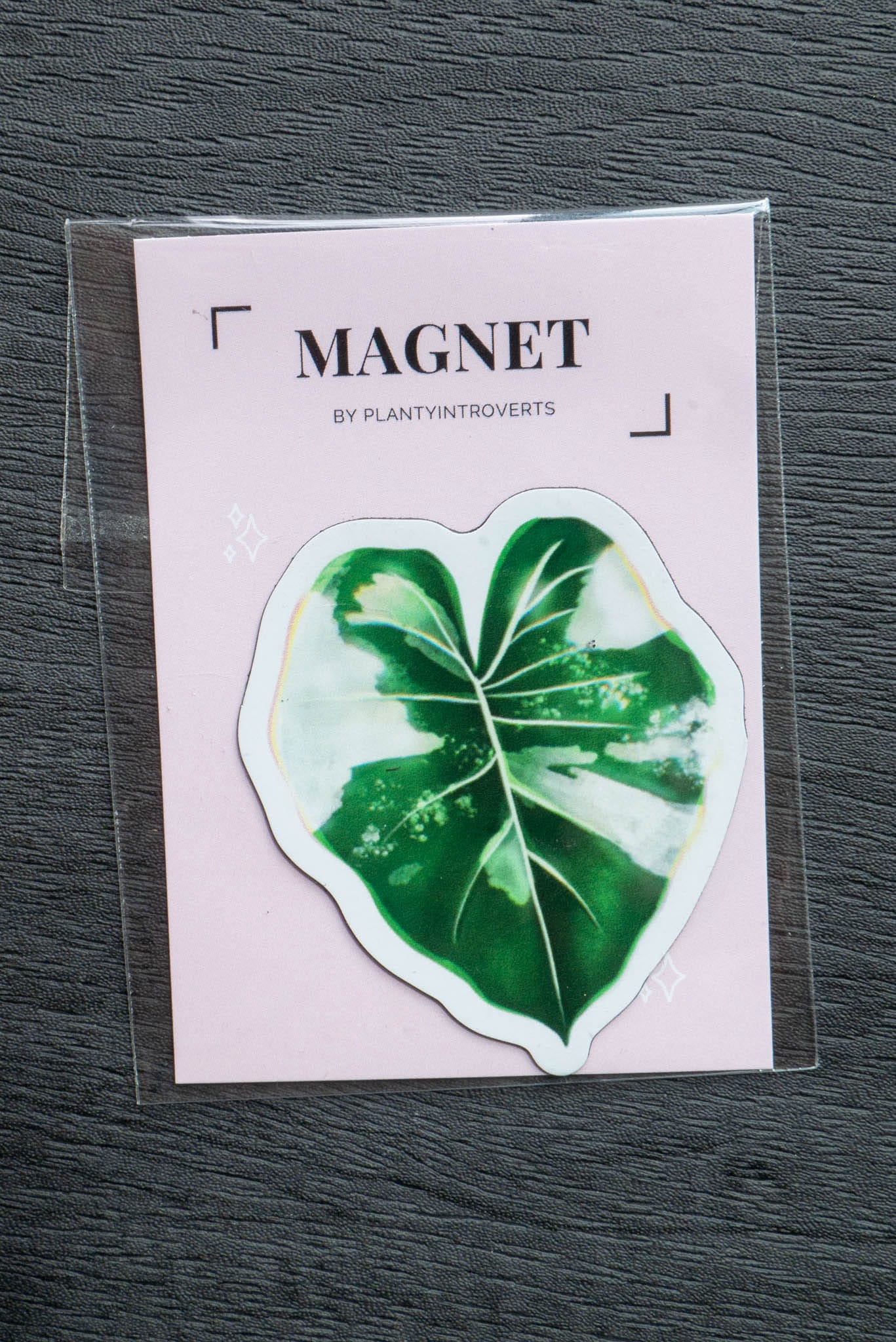 Magnet feuille - ALOCASIA VARIEGATA