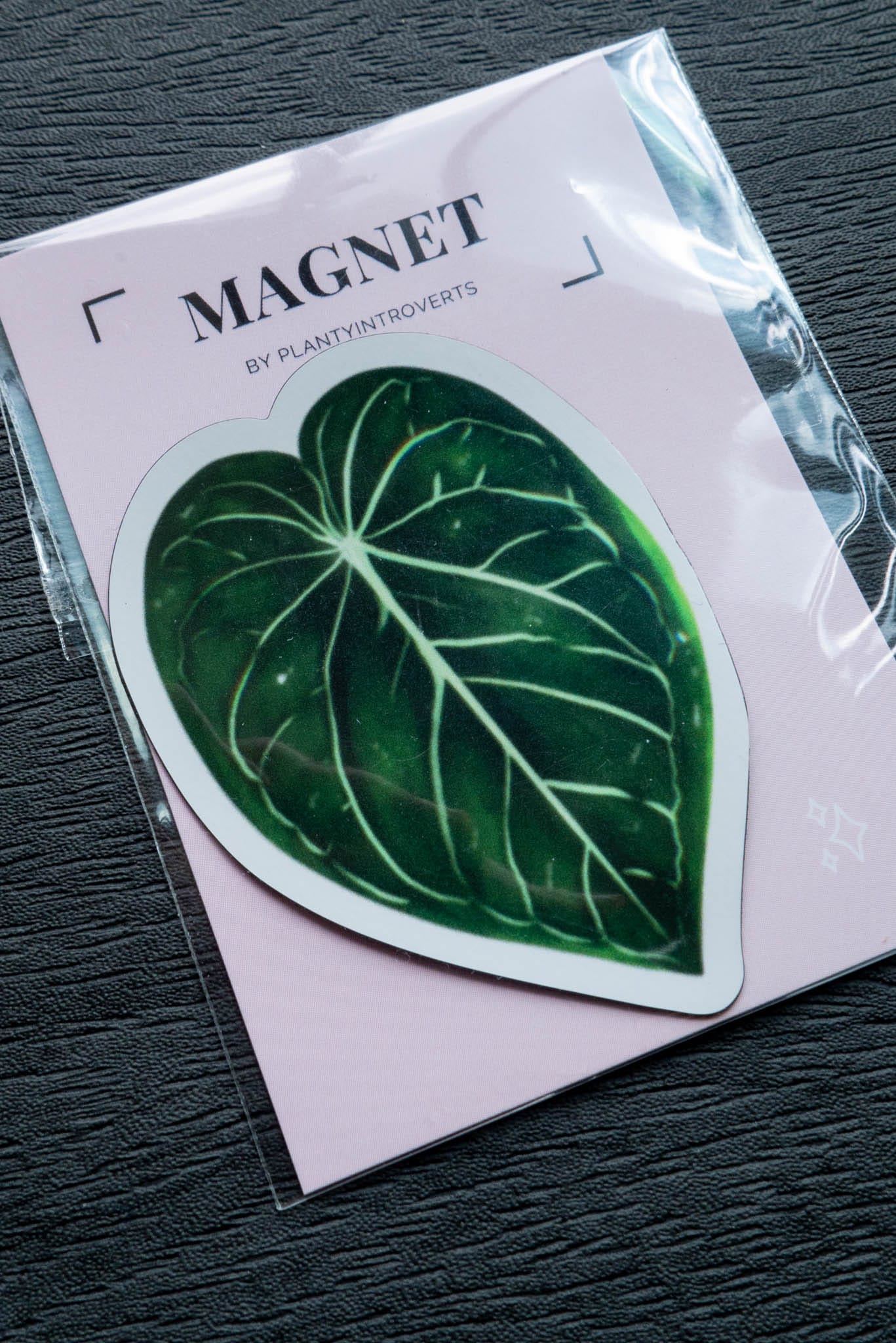 Magnet feuille - ANTHURIUM CRYSTALLINUM
