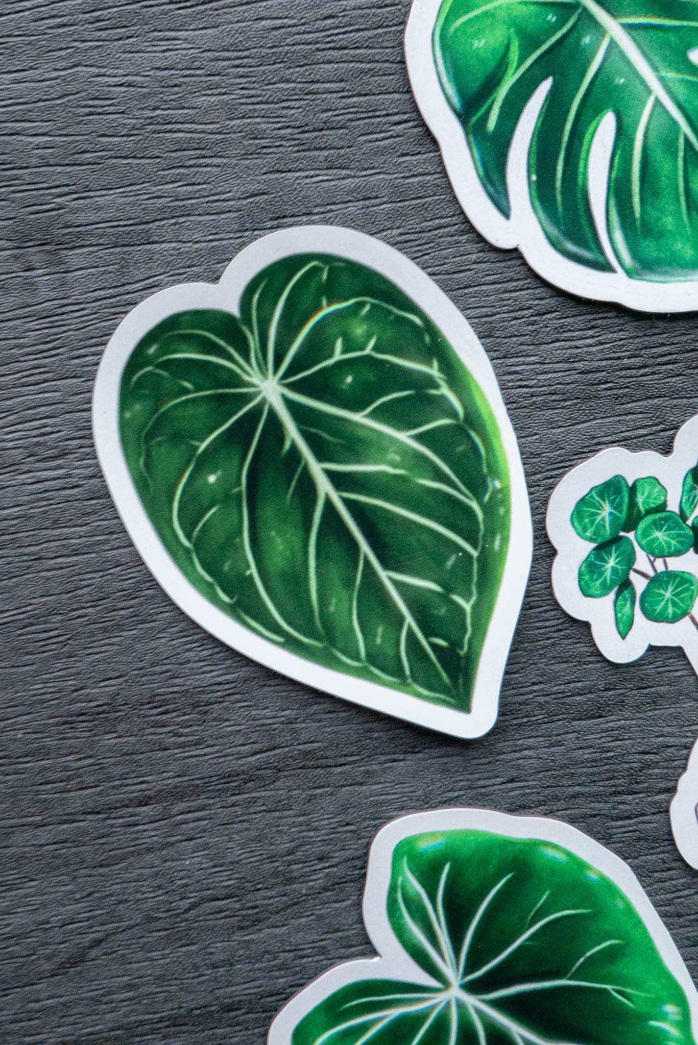 Magnet feuille - ANTHURIUM CRYSTALLINUM